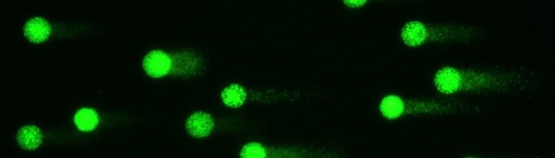 CRIBADO IN VITRO DE BIOCOMPATIBILIDAD DE NUEVOS COMPUESTOS Y MATERIALES 